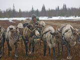 A Nomadic Komi Reindeer Herder Walks His Team Through a Snowstorm Photographic Print by Gordon Wiltsie
