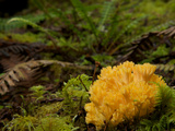 Mushrooms Growing in Humboldt Redwoods State Park Photographic Print by National Geographic Photographer