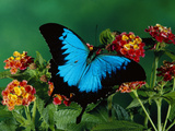 Ulysses Butterfly (Papilio Ulysses) on Flowers, Kuranda State Forest, Queensland, Australia Photographic Print by Michael and Patricia Fogden/Minden Pictures