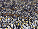 King Penguins Molt and Raise their Young Photographie par Paul Nicklen