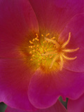 Wingpod Purslane (Portulaca Umbraticola) Close Up of Flower with Stamens and Stigmas, Girona, Spain Photographic Print by Albert Lleal/Minden Pictures
