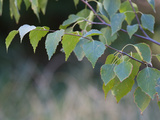 Close Up of Leafy Tree Branches Photographic Print by Joe Petersburger