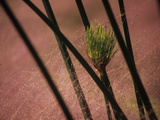 Cyperus Papyrus Stalks and Muhly Grass Seeds Photographic Print by Paul Daimien