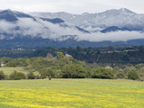 A Field of Mustard Below the Santa Ynez Mountains from Oak View Photographie par Rich Reid