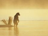 Grizzly Bear (Ursus Arctos Horribilis) on Landspit in Morning Haze, Katmai Nat'l Park, Alaska Photographic Print by Matthias Breiter/Minden Pictures
