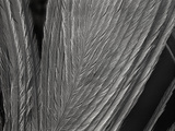 Sem Close-Up of a Feather of a Dove at 14X Magnification Photographic Print by Albert Lleal/Minden Pictures