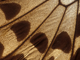 Butterfly Wing Detail, Unidentified Species Photographic Print by Albert Lleal/Minden Pictures
