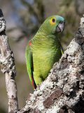 Blue-Fronted Amazon Parrot, Amazona Aestiva, Perched in a Tree Photographic Print by Roy Toft
