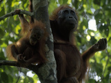 Female Orangutan, Pongo Pygmaeus, with Her Baby Resting in a Tree Lámina fotográfica por Tim Laman