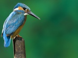 An Adult Male Common Kingfisher, Alcedo Atthis, Perches on a Branch Photographic Print by Joe Petersburger
