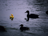 Ducks Approach a Toy Duck Swimming on Lake Banyoles Photographie par Tino Soriano