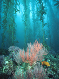 Giant Kelp (Macrocystis Pyrifera) Forest with Garibaldi, Channel Islands National Park, California Photographic Print by Flip Nicklin/Minden Pictures