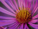 Close Up on Aster Flowers, Aster Species Photographic Print by Joe Petersburger