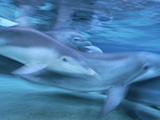 Bottlenose Dolphin (Tursiops Truncatus) Group in Motion, Hawaii Photographic Print by Flip Nicklin/Minden Pictures
