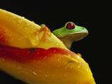 Red-Eyed Tree Frog (Agalychnis Callidryas) on Heliconia Flower, Soberania National Park, Panama Photographic Print by Christian Ziegler/Minden Pictures