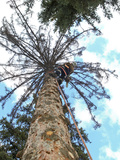 An Arborist Clearing a Tree That Has Died Photographic Print by Drew Rush