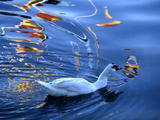 A Duck Swimming in the Rippled Water of Lake Banyoles Photographie par Tino Soriano