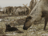 A Reindeer Cow Approaches Her Newborn Calf Lying in the Tundra Photographic Print by Gordon Wiltsie
