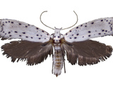 An Adult Apple Ermine Moth Photographic Print by Eric Lagasa