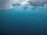 Krill are the Foundation of the Entire South Georgia Food Chain Photographie par Paul Nicklen