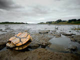 A Dead Eastern Longneck Turtle Lying on the Drought Stricken Bank Photographie par Brooke Whatnall