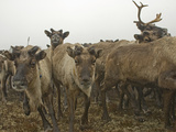 A Herd of Domesticated Reindeer Charges across the Tundra Near Snopa Photographic Print by Gordon Wiltsie