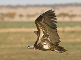 A Lappet Faced Vulture in Flight Photographic Print by Michael Poliza
