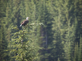 Bald Eagle Perched in the Top of an Evergreen Tree Photographic Print by Roy Toft