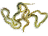 A Polychaete Worm Collected from a Sample of Coral Reef Photographic Print by David Liittschwager