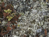 Mosses, Lichens and Tiny Lingonberry Bushes of Russia's Arctic Tundra Photographic Print by Gordon Wiltsie