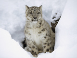 Snow Leopard (Uncia Uncia) Adult Portrait in Snow, Endangered, Native to Asia Photographic Print by Tim Fitzharris/Minden Pictures