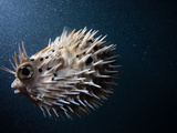 A Puffer Fish Inflates Itself to Protect Itself from Danger Photographic Print by Ben Horton