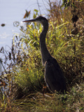 A Heron in Tall Grass Stares Toward Water in a Pond Photographic Print by Paul Daimien