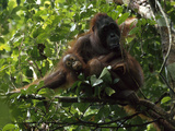 A Female Orangutan, Pongo Pygmaeus, and Her Baby Sit in a Tree Lámina fotográfica por Tim Laman