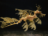 Leafy Sea Dragon (Phycodurus Eques) Camouflaged as Seaweed, Aquarium, Japan Photographic Print by Hiroya Minakuchi/Minden Pictures