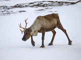 A Domesticated Reindeer with One Antler Walks on the Snowy Tundra Photographie par Gordon Wiltsie
