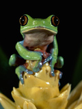Golden-Eyed Leaf Frog (Agalychnis Annae) Perched on Bromeliad, Cloud Forest, Costa Rica Fotografie-Druck von Michael and Patricia Fogden/Minden Pictures