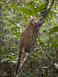 Ring-Tailed Coati or Coatimundi, Nasua Nasua, Climbing a Vine Photographic Print by Roy Toft