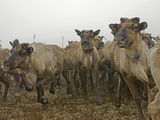 A Herd of Domesticated Reindeer Charges across the Tundra Near Snopa Photographic Print by Gordon Wiltsie