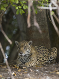 Portrait of an Endangered Jaguar, Panthera Onca, at Rest Photographic Print by Roy Toft