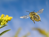 Leaf-Cutting Bee (Megachile Sp.) and Goldenrod Flower (Solidago Sp.), North America Photographic Print by Michael Durham/Minden Pictures