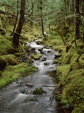 Creek in Temperate Rainforest Along Eyak Lake, Cordova, Alaska Fotografisk trykk av Matthias Breiter/Minden Pictures Creek in Temperate Rainforest Along Eyak Lake, Cordova, Alaska Fotografisk trykk av Matthias Breiter/Minden Pictures