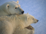 Polar Bear (Ursus Maritimus) and Cub at Dawn, Churchill, Manitoba, Canada Photographic Print by Flip Nicklin/Minden Pictures