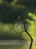 An Adult Female Common Kingfisher, Alcedo Atthis, and a Spiderweb Photographic Print by Joe Petersburger