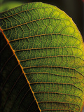Poinsettia (Euphorbia Pulcherrima) Leaf Detail Showing Veins, Originating in Mexico Photographic Print by Albert Lleal/Minden Pictures
