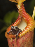 Shrub Frog (Philautus Sp) in Pitcher Plant (Nepenthes Harryana), Kinabalu Nat'l Park, Malaysia Photographic Print by Ch'len Lee/Minden Pictures