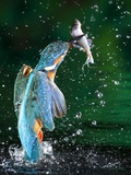 Adult Male Common Kingfisher, Alcedo Atthis, with an Amur Bitterling Photographie par Joe Petersburger