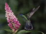 Green Violet-Ear Hummingbird (Colibri Thalassinus) and Orchids (Elleanthus Sp.), Costa Rica Fotografie-Druck von Michael and Patricia Fogden/Minden Pictures