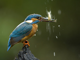 An Adult Male Common Kingfisher, Alcedo Atthis, Shaking a Live Fish Photographie par Joe Petersburger