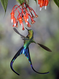 Violet-Tailed Sylph (Aglaiocercus Coelestis) Hummingbird, Heath (Ericaceae), Andes, Ecuador Fotografie-Druck von Michael and Patricia Fogden/Minden Pictures